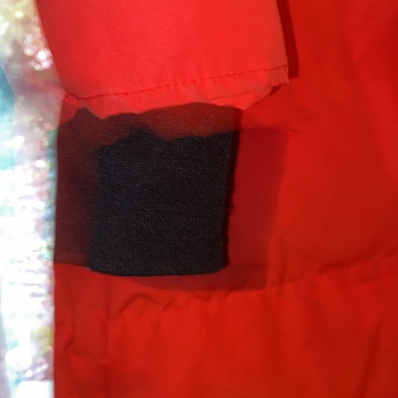 Canadian Goose - Picture 2 of 12